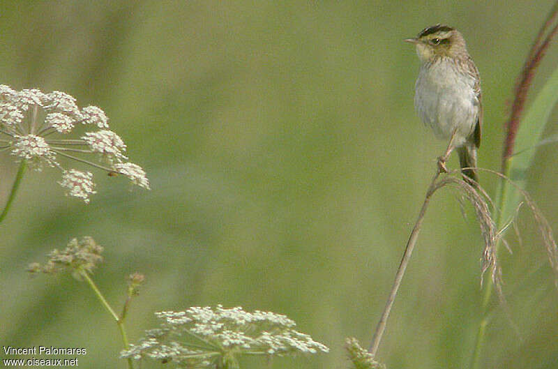 Aquatic Warbleradult, identification