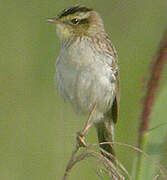 Aquatic Warbler