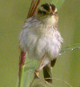 Aquatic Warbler