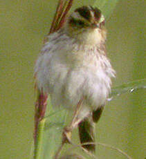 Phragmite aquatique