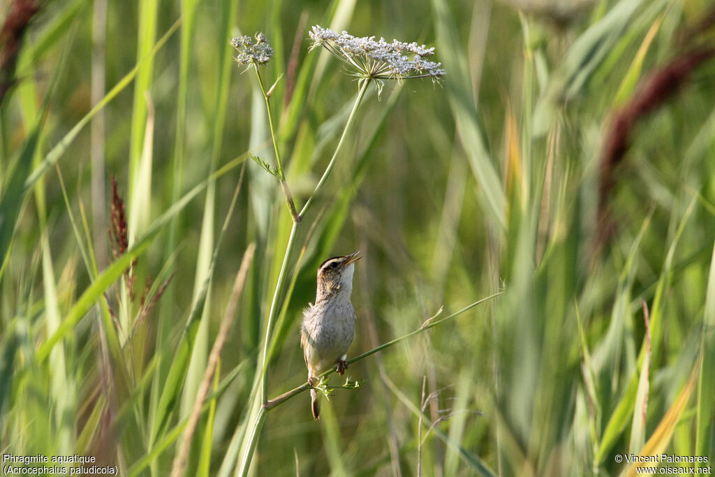 Phragmite aquatique, chant