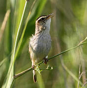 Aquatic Warbler