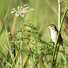 Phragmite aquatique