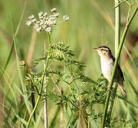 Aquatic Warbler