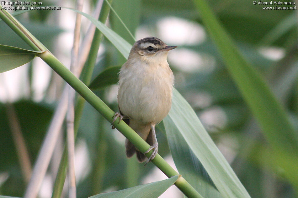 Sedge Warbler