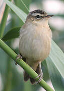 Sedge Warbler