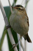 Sedge Warbler