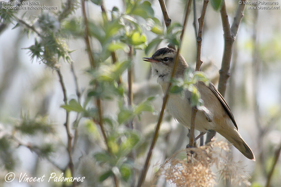 Sedge Warbleradult, song