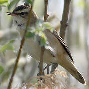 Sedge Warbler