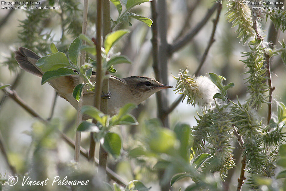 Sedge Warbler