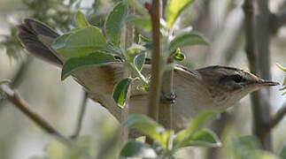 Sedge Warbler