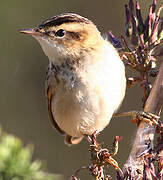 Sedge Warbler