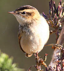 Phragmite des joncs