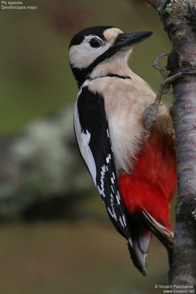 Great Spotted Woodpecker