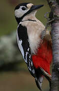 Great Spotted Woodpecker