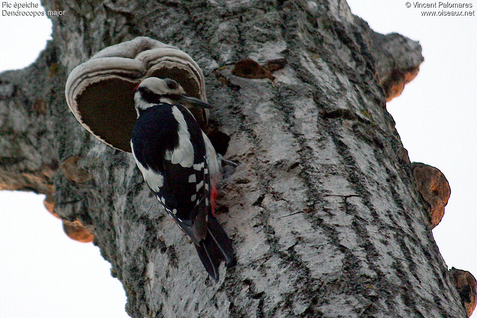 Great Spotted Woodpecker