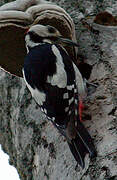 Great Spotted Woodpecker