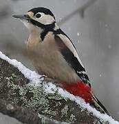 Great Spotted Woodpecker