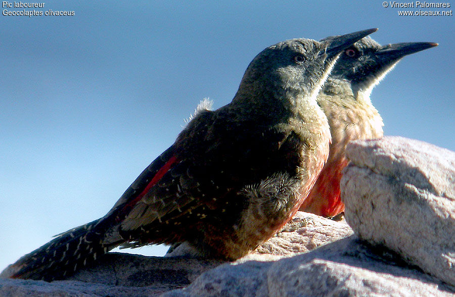 Ground Woodpecker