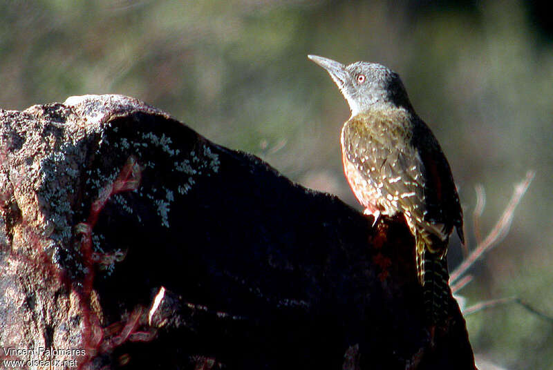 Ground Woodpecker, habitat
