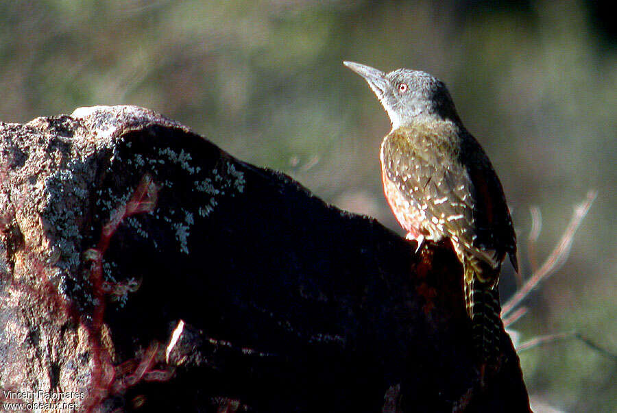 Pic laboureur, habitat