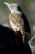 Ground Woodpecker