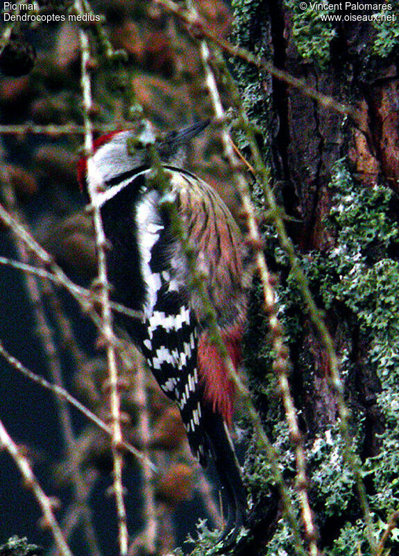 Middle Spotted Woodpecker