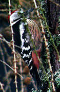 Middle Spotted Woodpecker