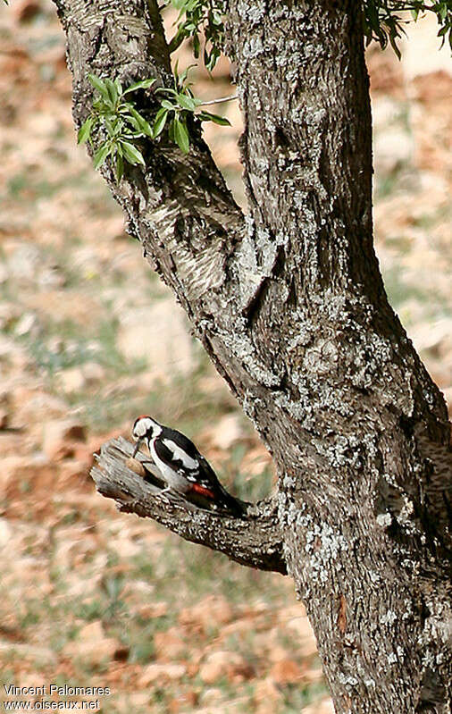 Pic syriaque mâle adulte, habitat, pêche/chasse