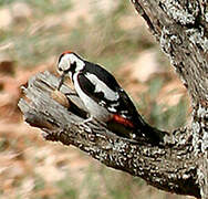 Syrian Woodpecker