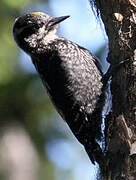 Eurasian Three-toed Woodpecker