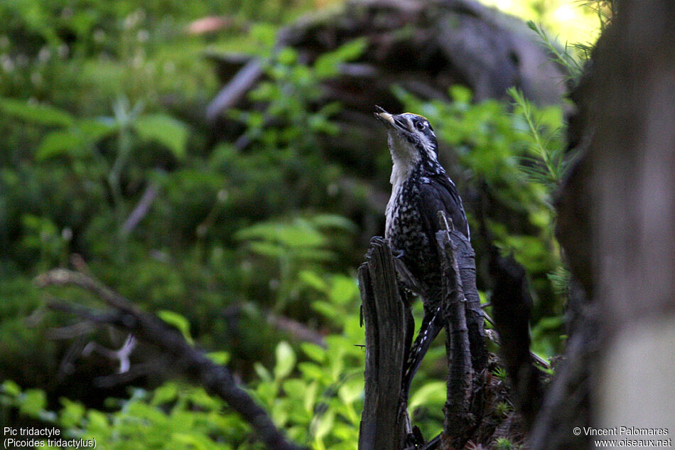 Eurasian Three-toed Woodpecker male adult