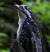 Eurasian Three-toed Woodpecker