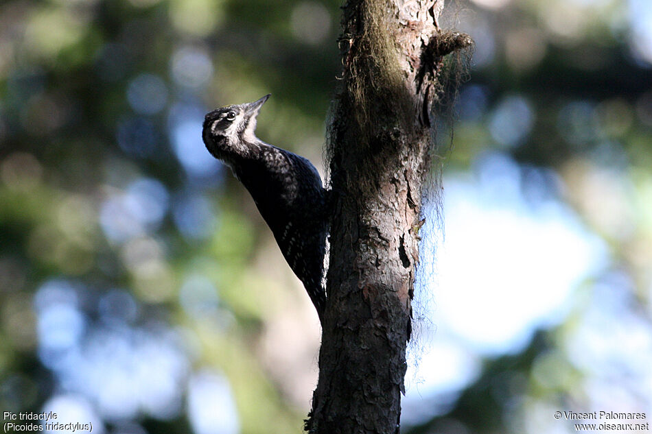 Eurasian Three-toed Woodpeckerjuvenile