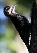 Eurasian Three-toed Woodpecker