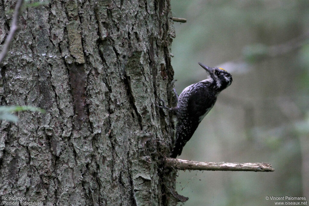 Eurasian Three-toed Woodpecker