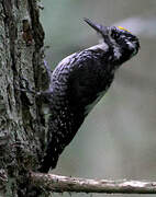 Eurasian Three-toed Woodpecker