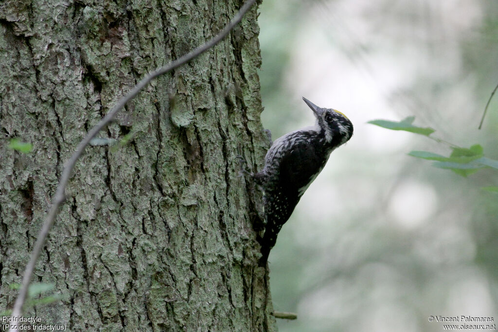 Eurasian Three-toed Woodpecker