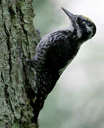 Eurasian Three-toed Woodpecker