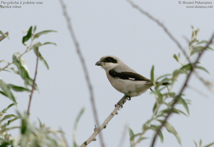 Lesser Grey Shrike