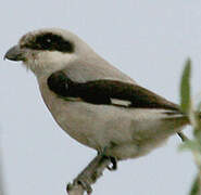 Lesser Grey Shrike