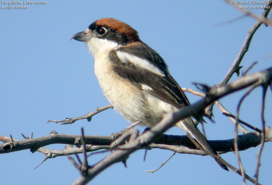 Woodchat Shrike