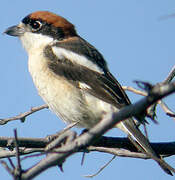 Woodchat Shrike