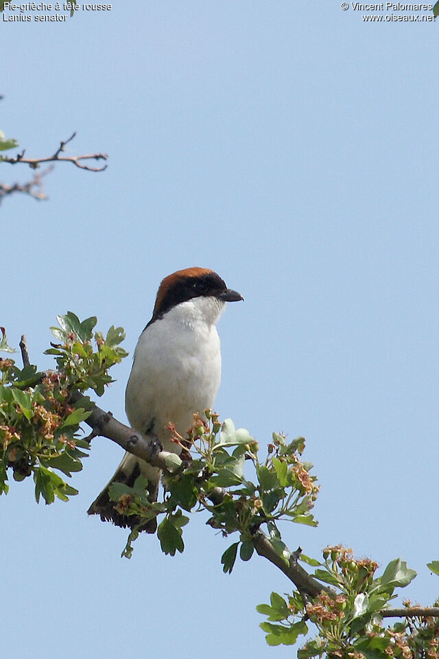 Woodchat Shrike male