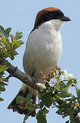 Woodchat Shrike