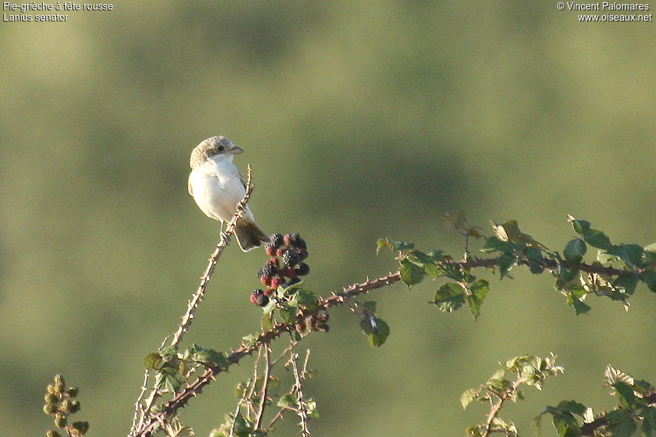 Pie-grièche à tête rousse