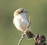 Woodchat Shrike