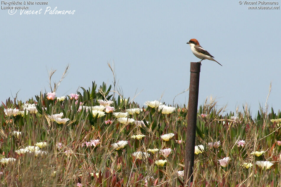 Woodchat Shrikeadult breeding