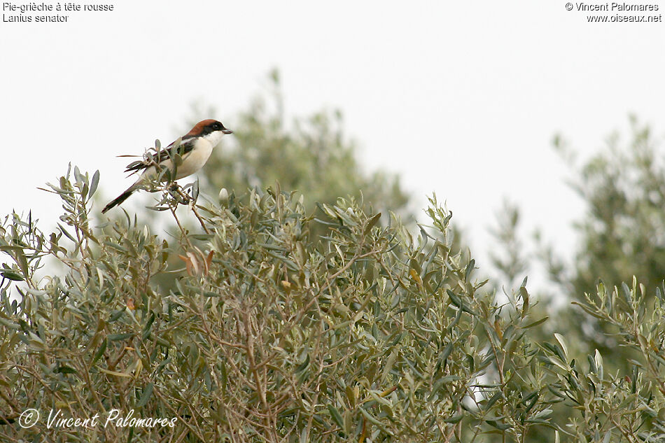 Woodchat Shrike male adult