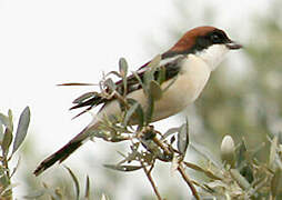 Woodchat Shrike